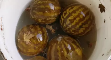 Солоні кавуни в діжках